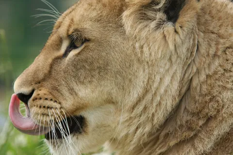 African Lioness