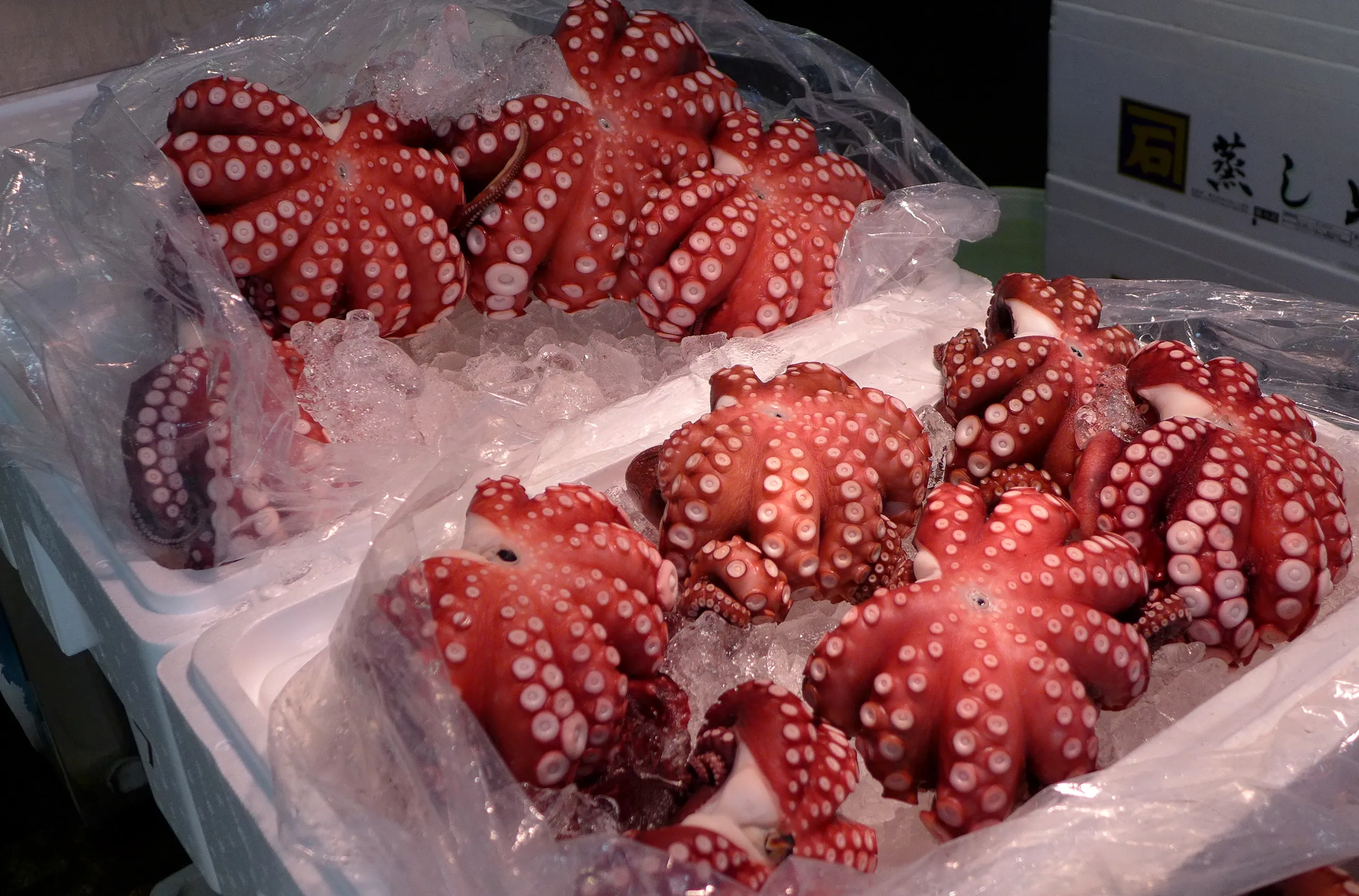 Fresh octopus, Tsukiji Fish Market