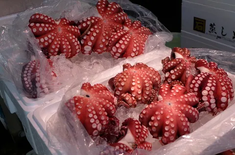 Fresh octopus, Tsukiji Fish Market