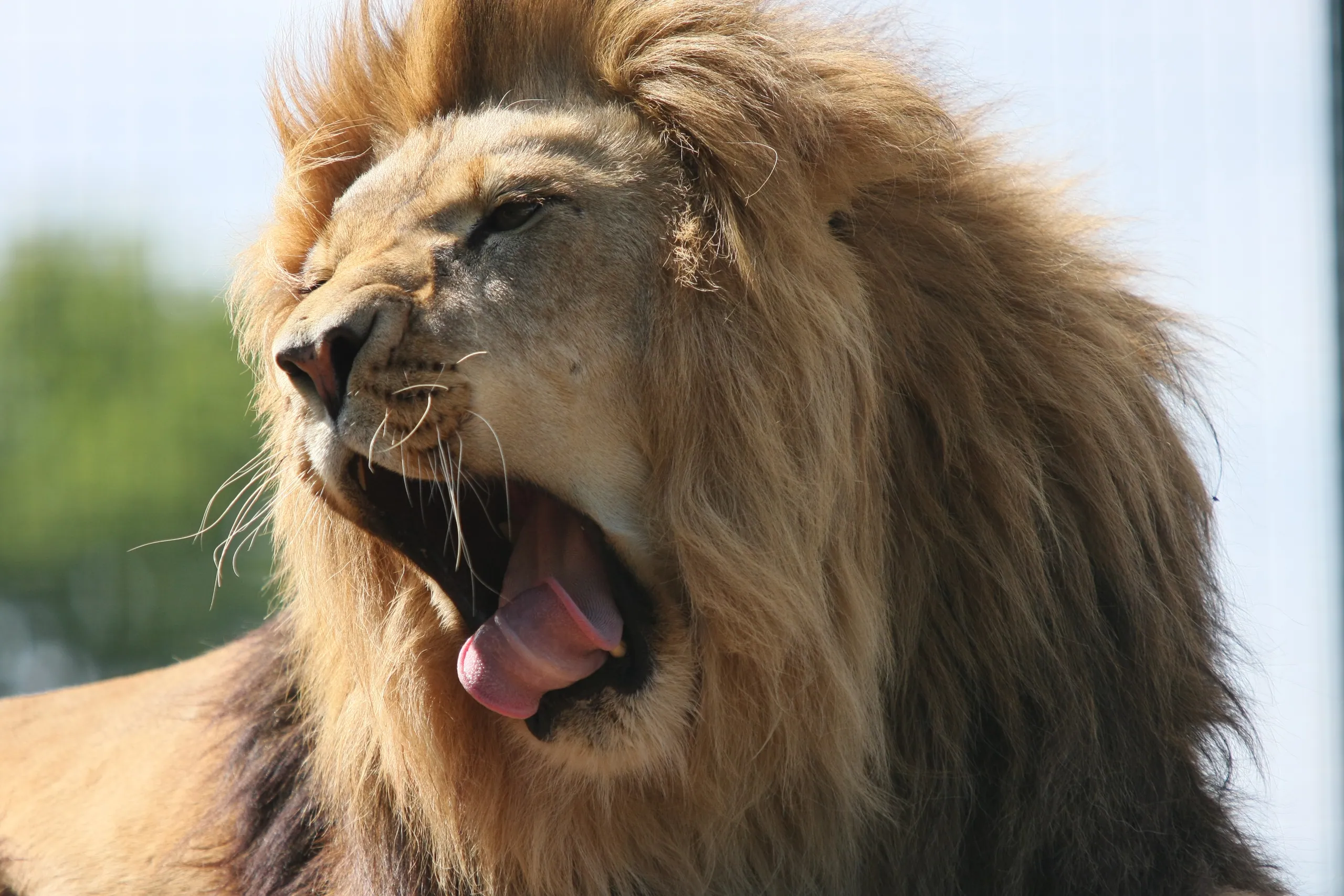 African Lion