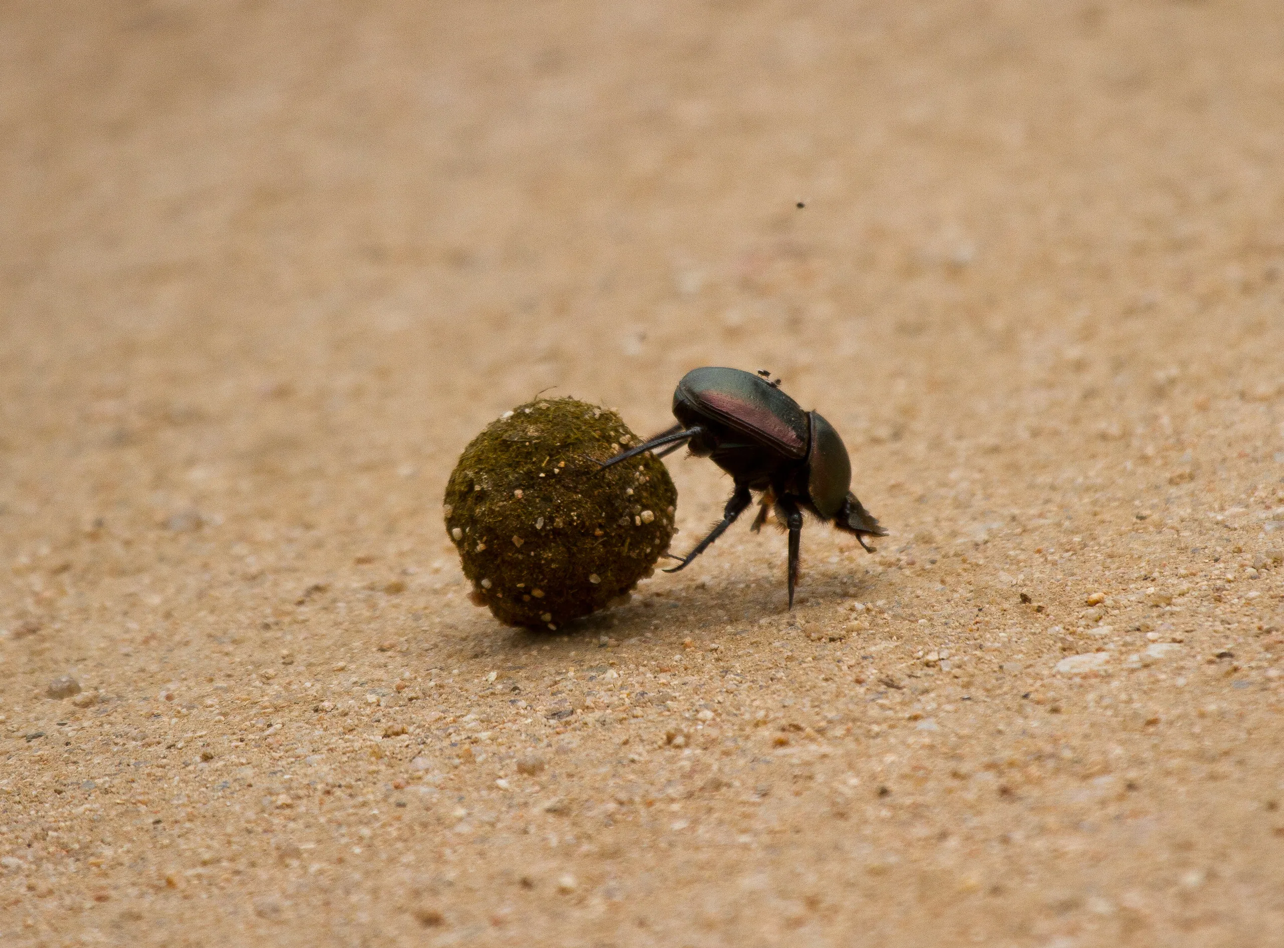 Dung Beetle