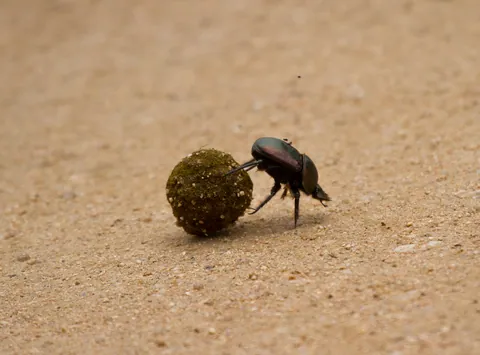 Dung Beetle