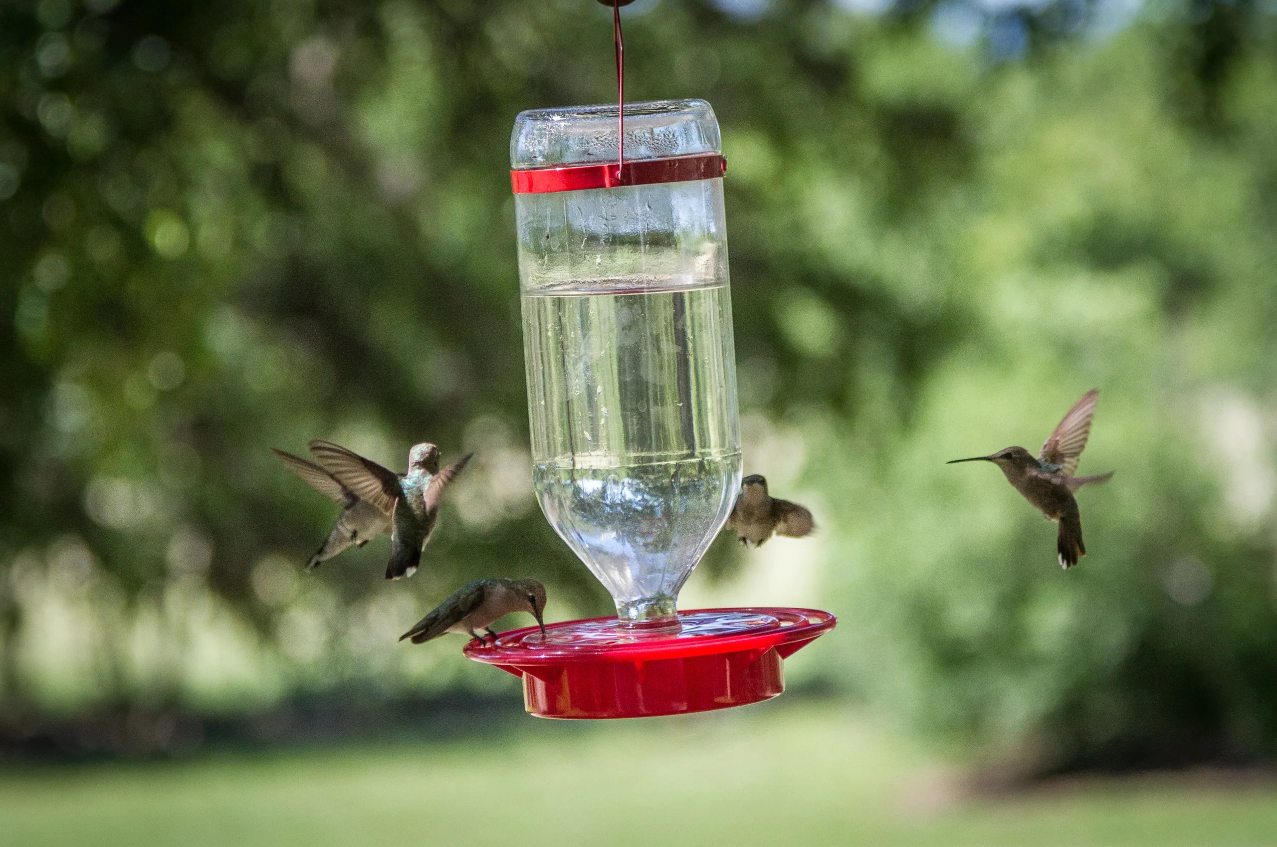 Hummingbirds at a feeder, Canyon Wren Ranch