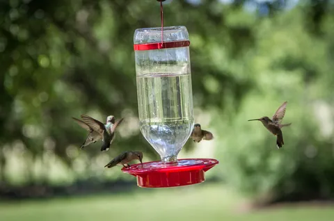 Hummingbirds at a feeder, Canyon Wren Ranch