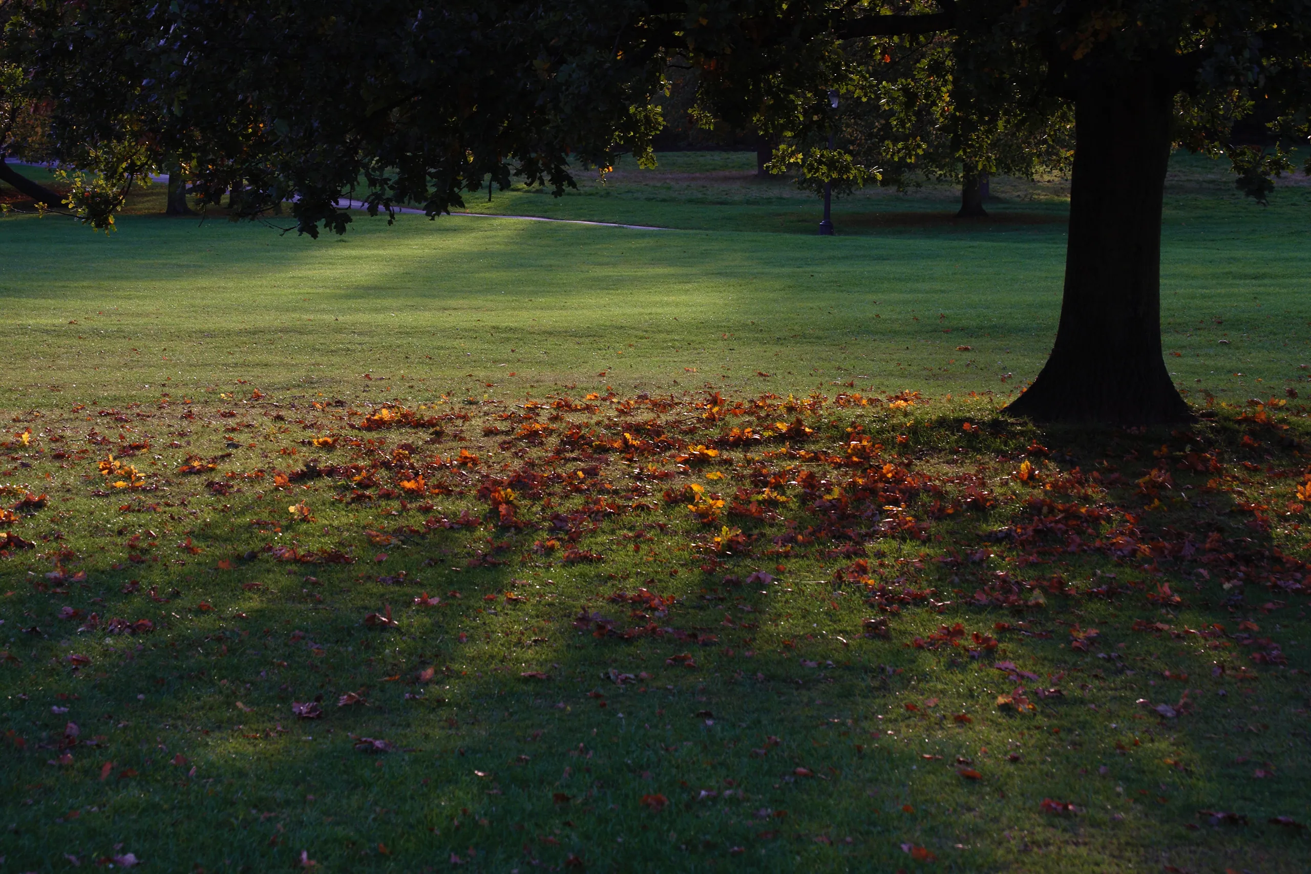 Autumn Leaves, Primrose Hill