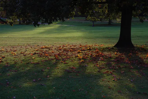 Autumn Leaves, Primrose Hill