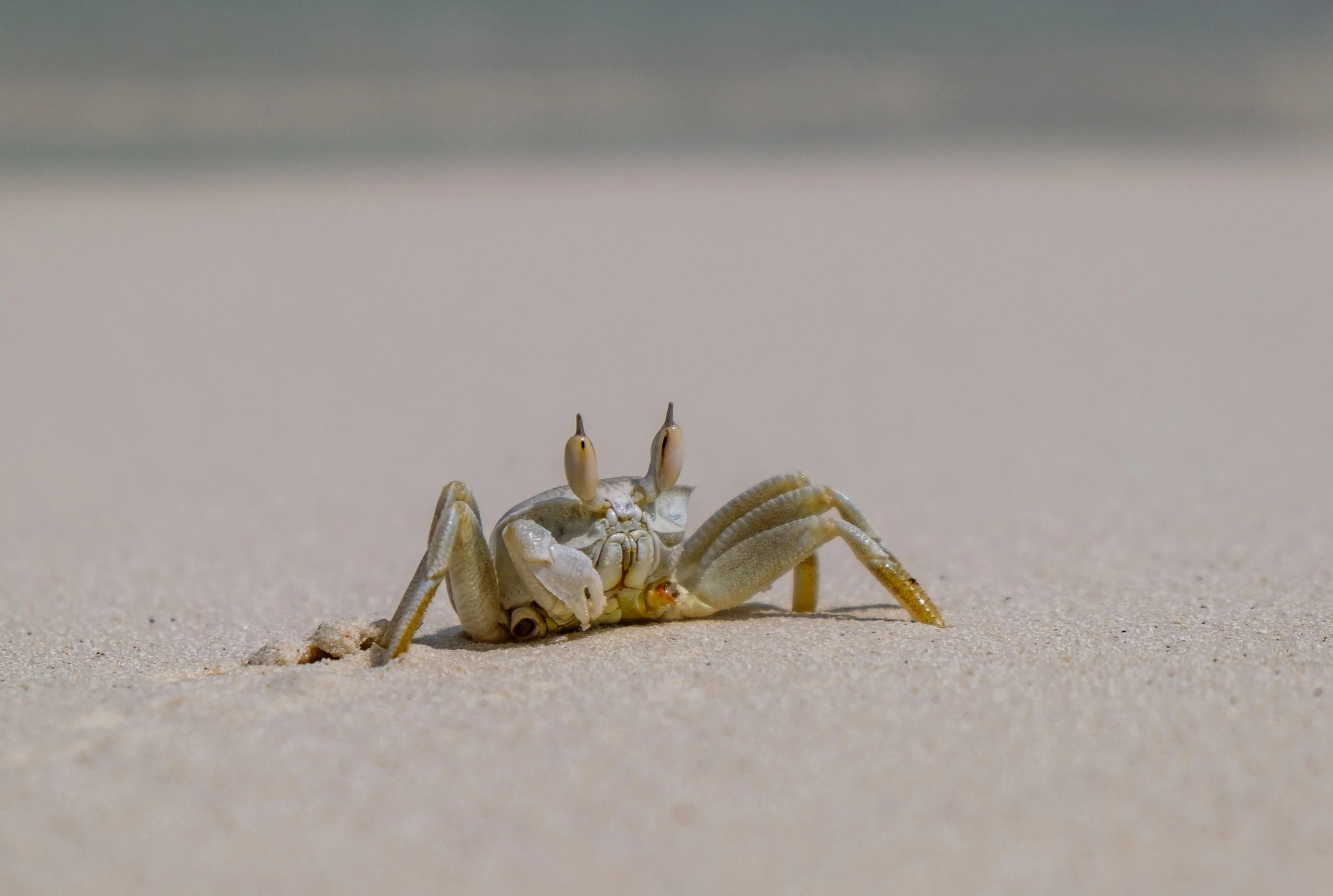 Ghost Crab @ Amilla Maldives