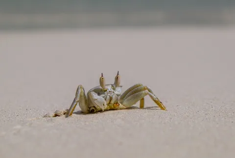 Ghost Crab @ Amilla Maldives
