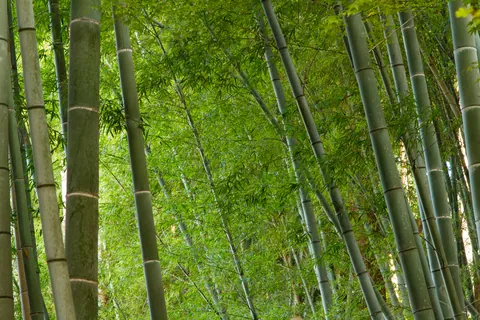 Bamboo grove in garden of the Silver Pavilion, Kyoto