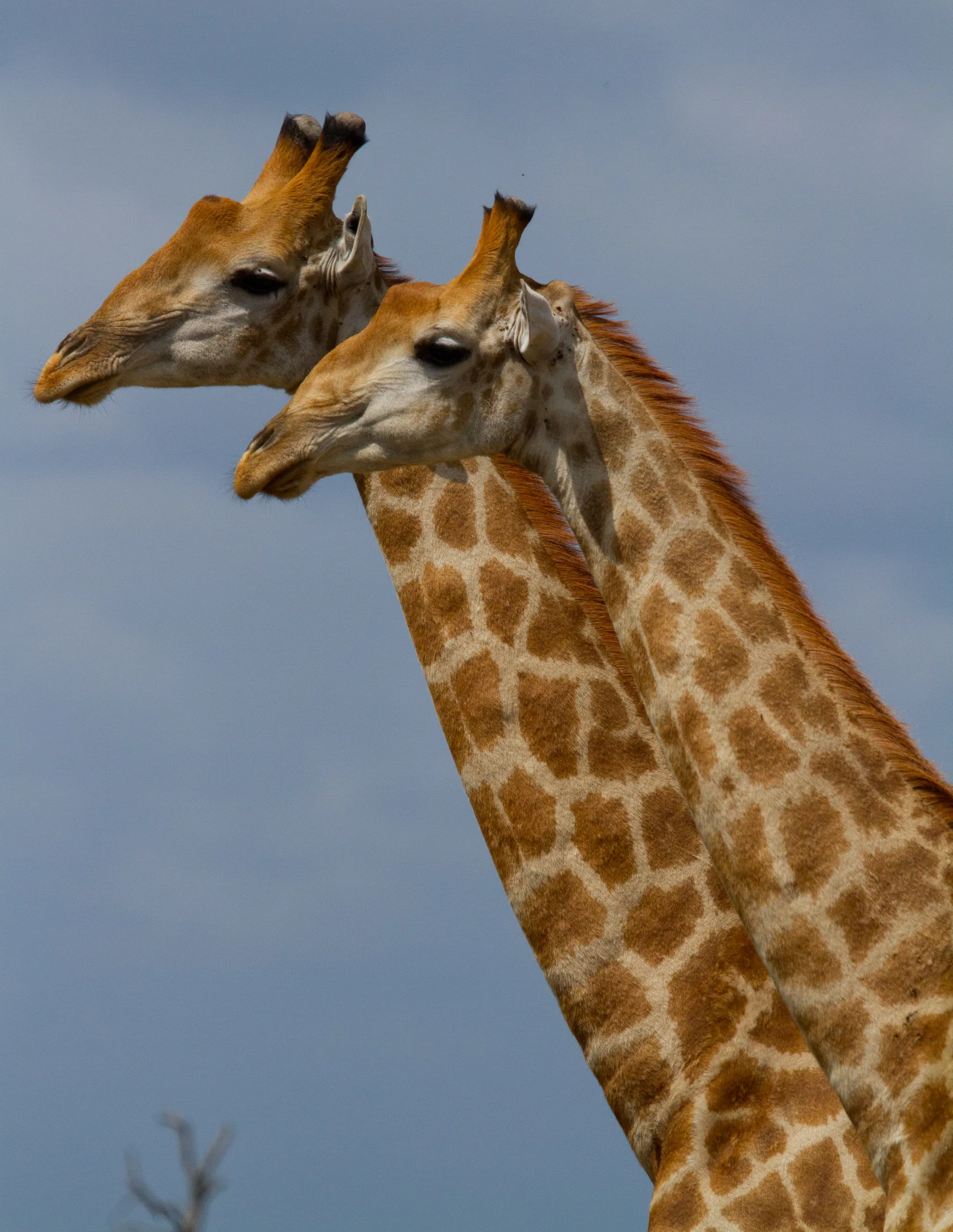 Adolescent Sparring Giraffe