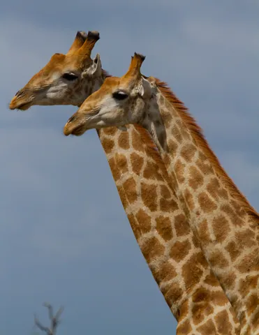 Adolescent Sparring Giraffe