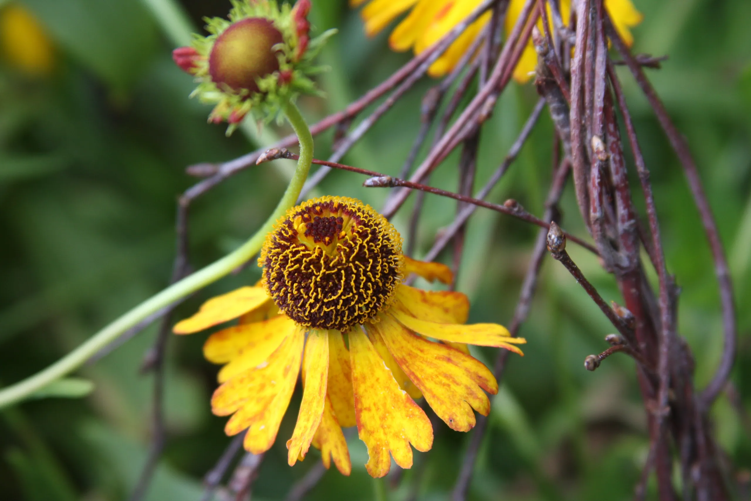Oxford Botanic Gardens