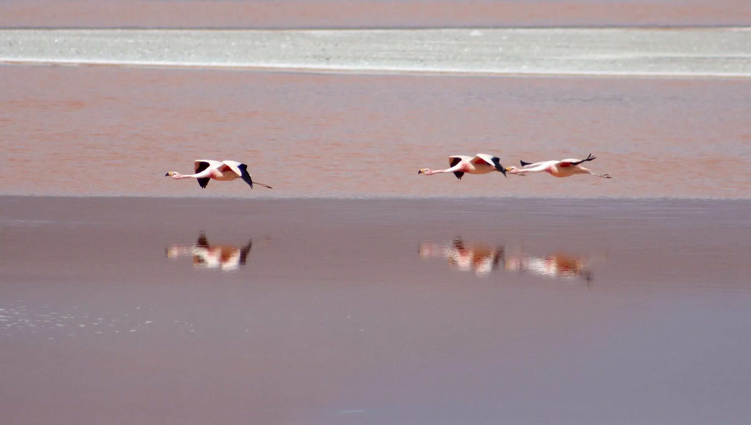 Flamengos in flight