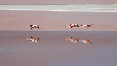 Flamengos in flight
