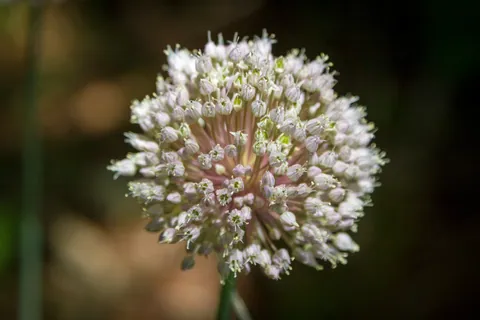 Wild Onion, Canyon Wren Ranch, Comfort, TX