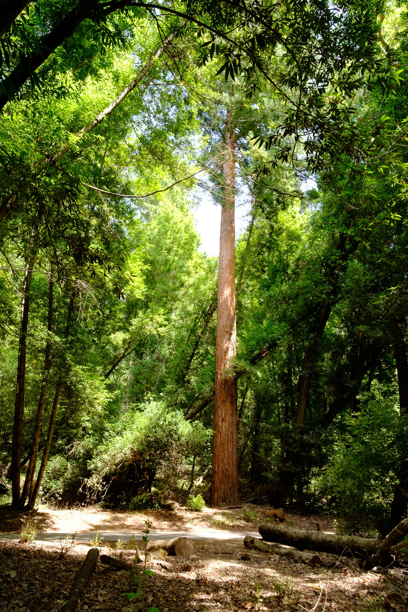 Henry Cowell Redwoods State Park