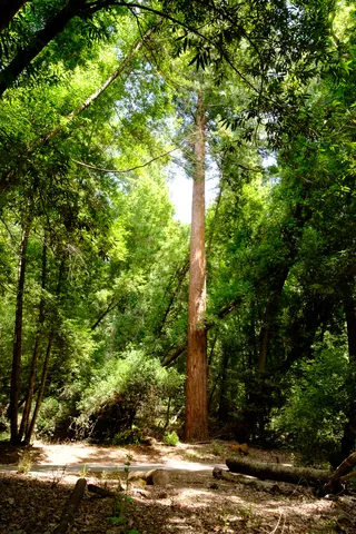 Henry Cowell Redwoods State Park