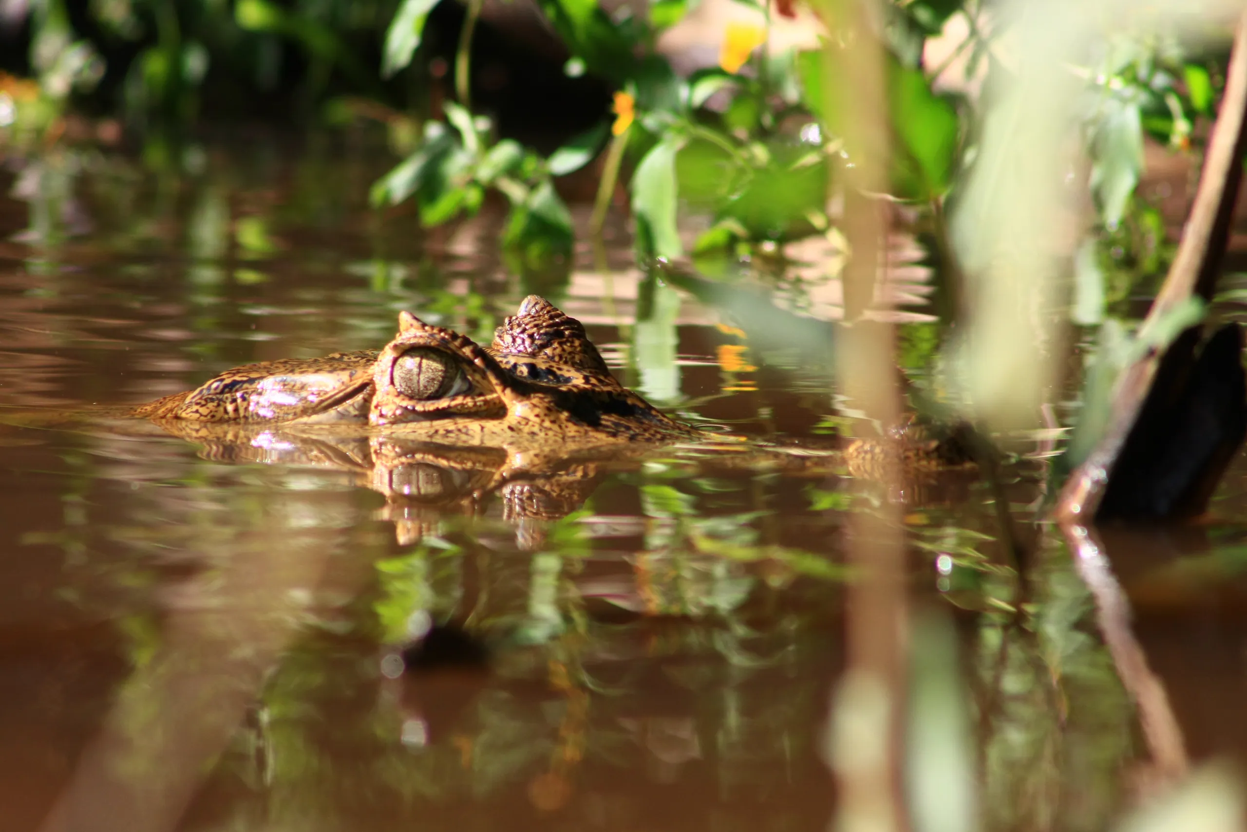 Caiman