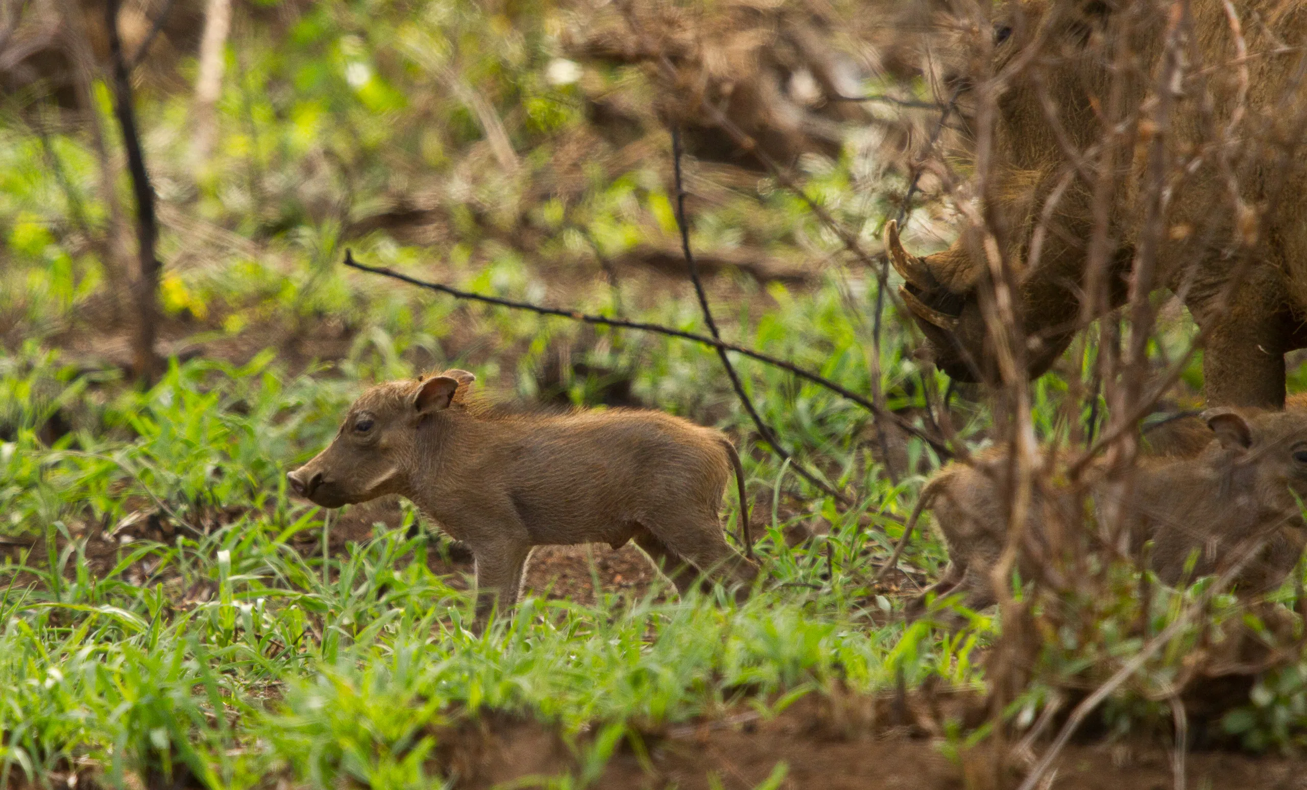 Warthog Piglet