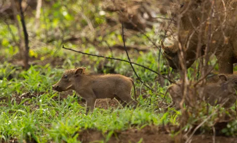 Warthog Piglet