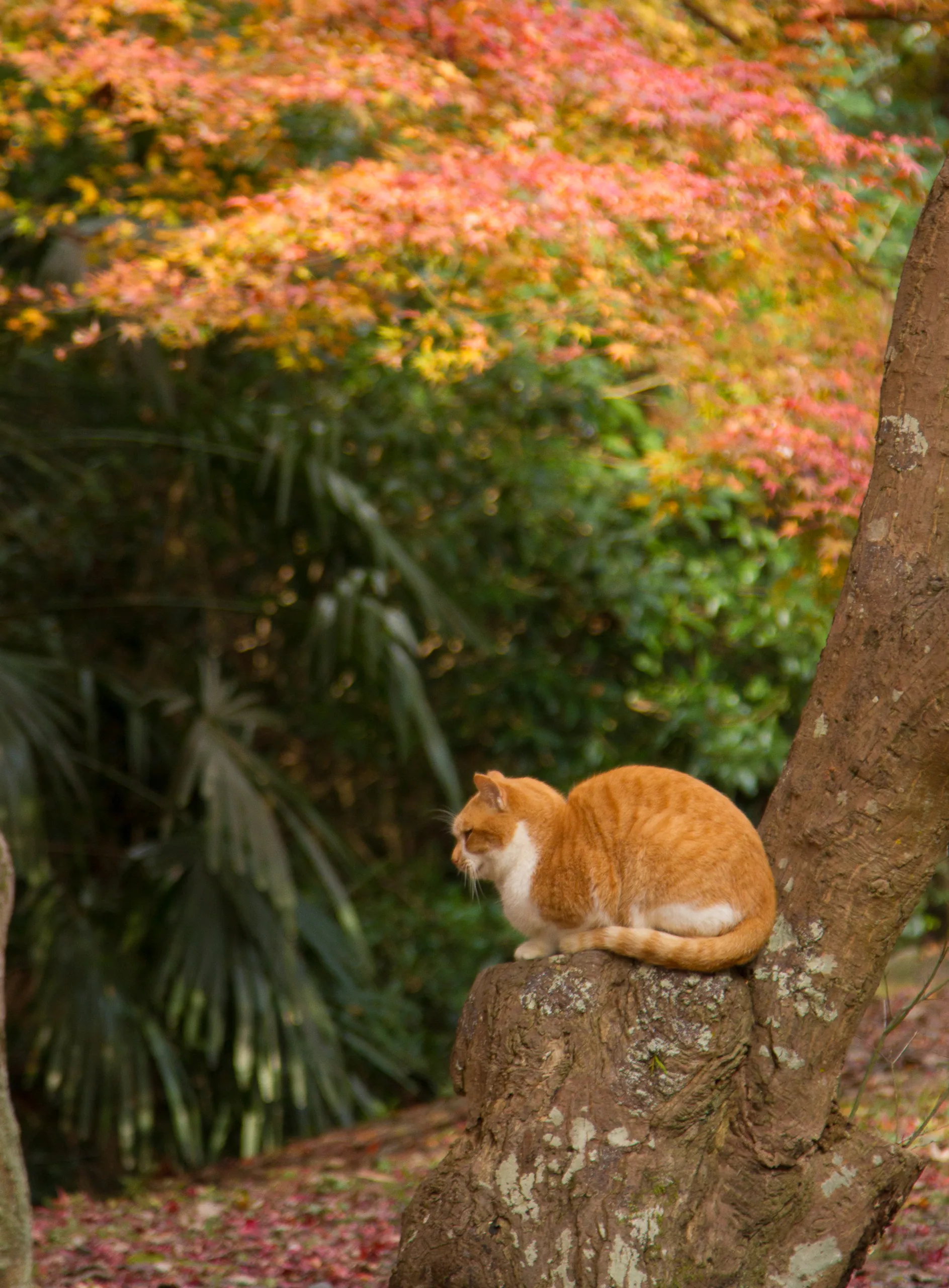 Cat on the Philosopher Path, Kyoto