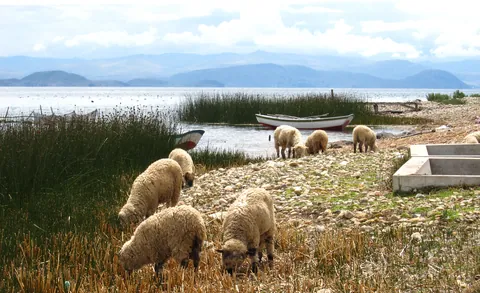 Sheep grazing near Lake Titicaca