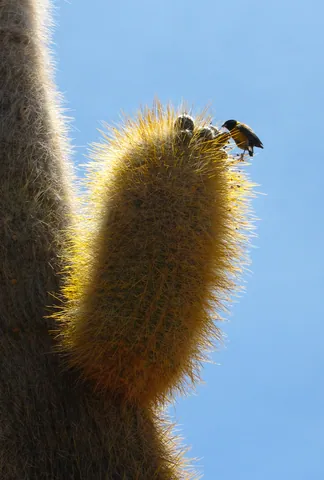 Cactus Bird, Isla Pescado