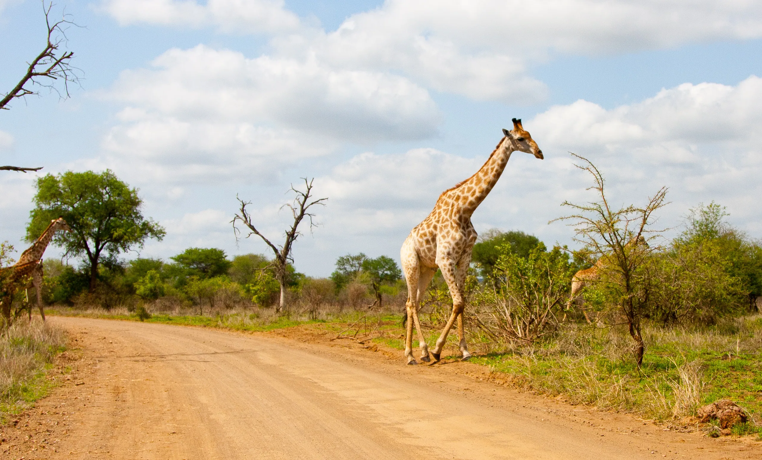 Giraffe Crossing