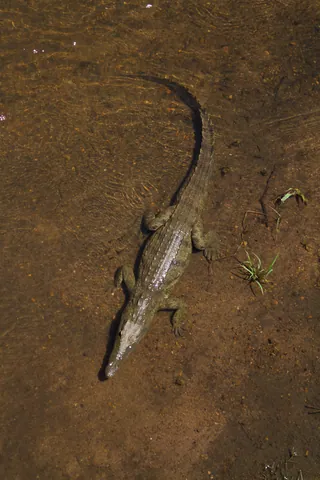 River Crocodile