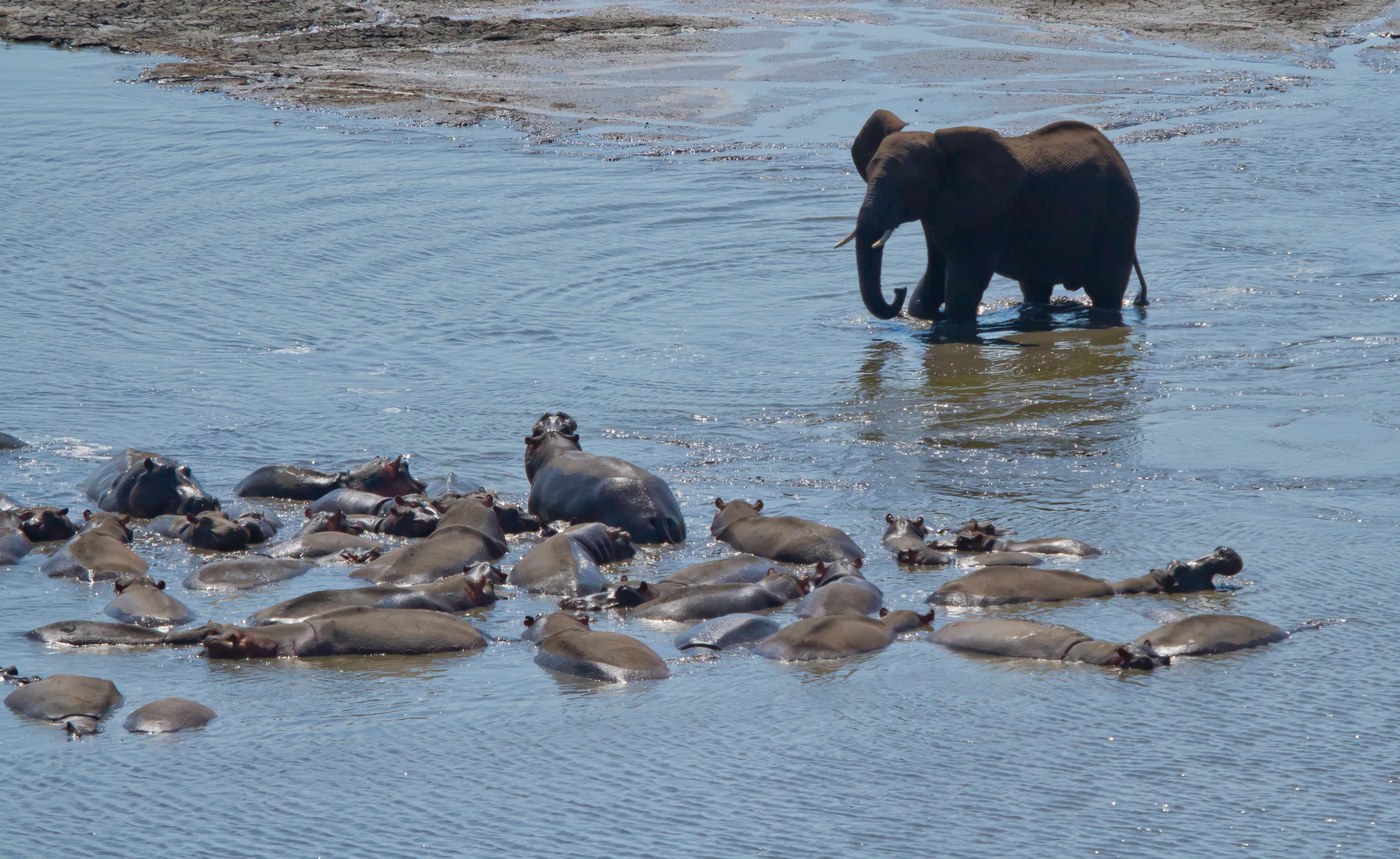 Adolescent African Elephant Mock-Charges Hippos