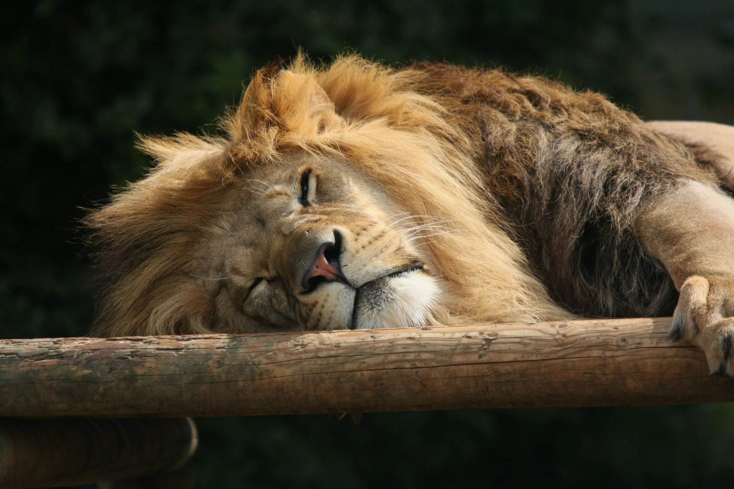 Nap Time