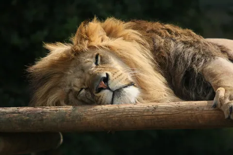 Nap Time