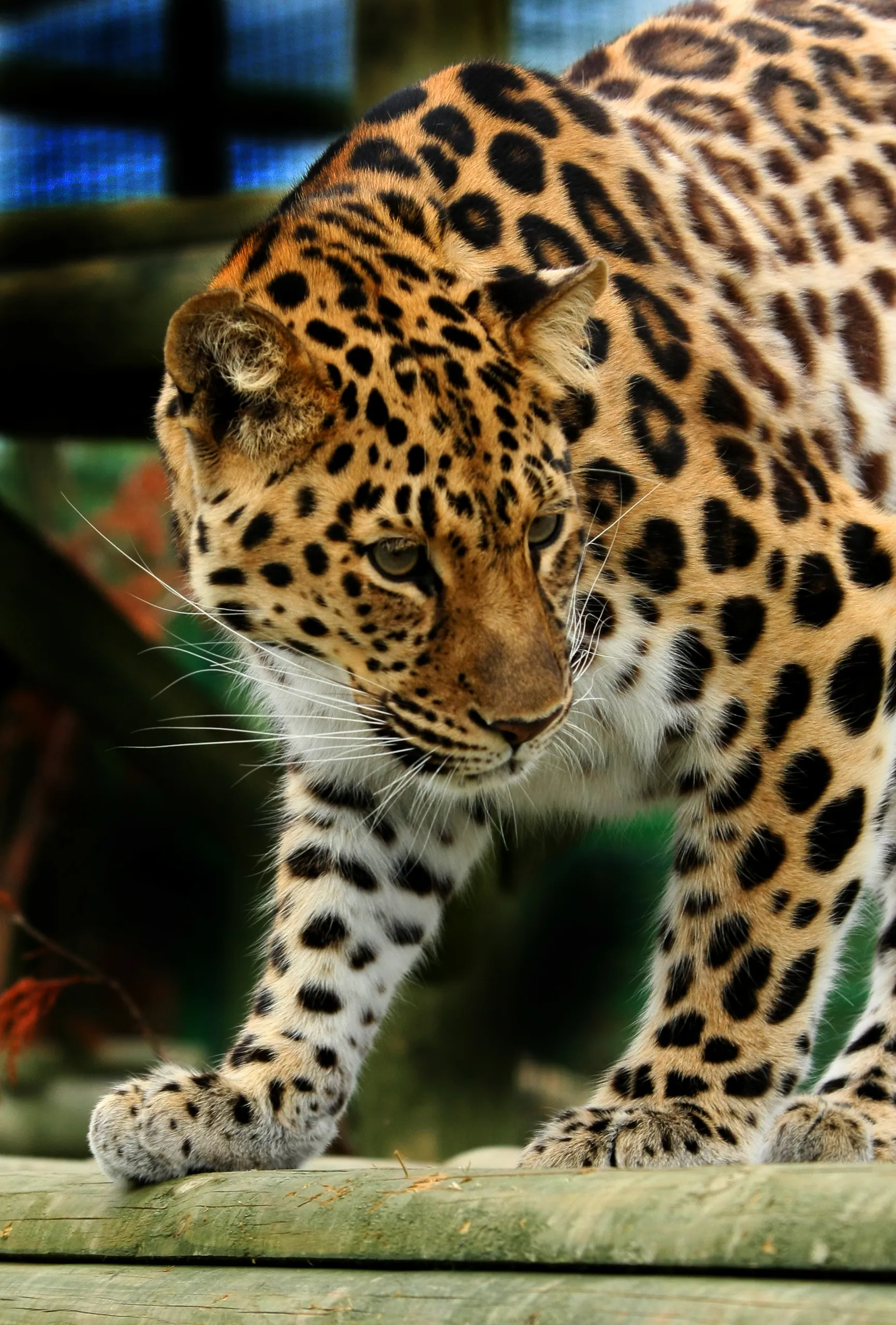 Amur Leopard