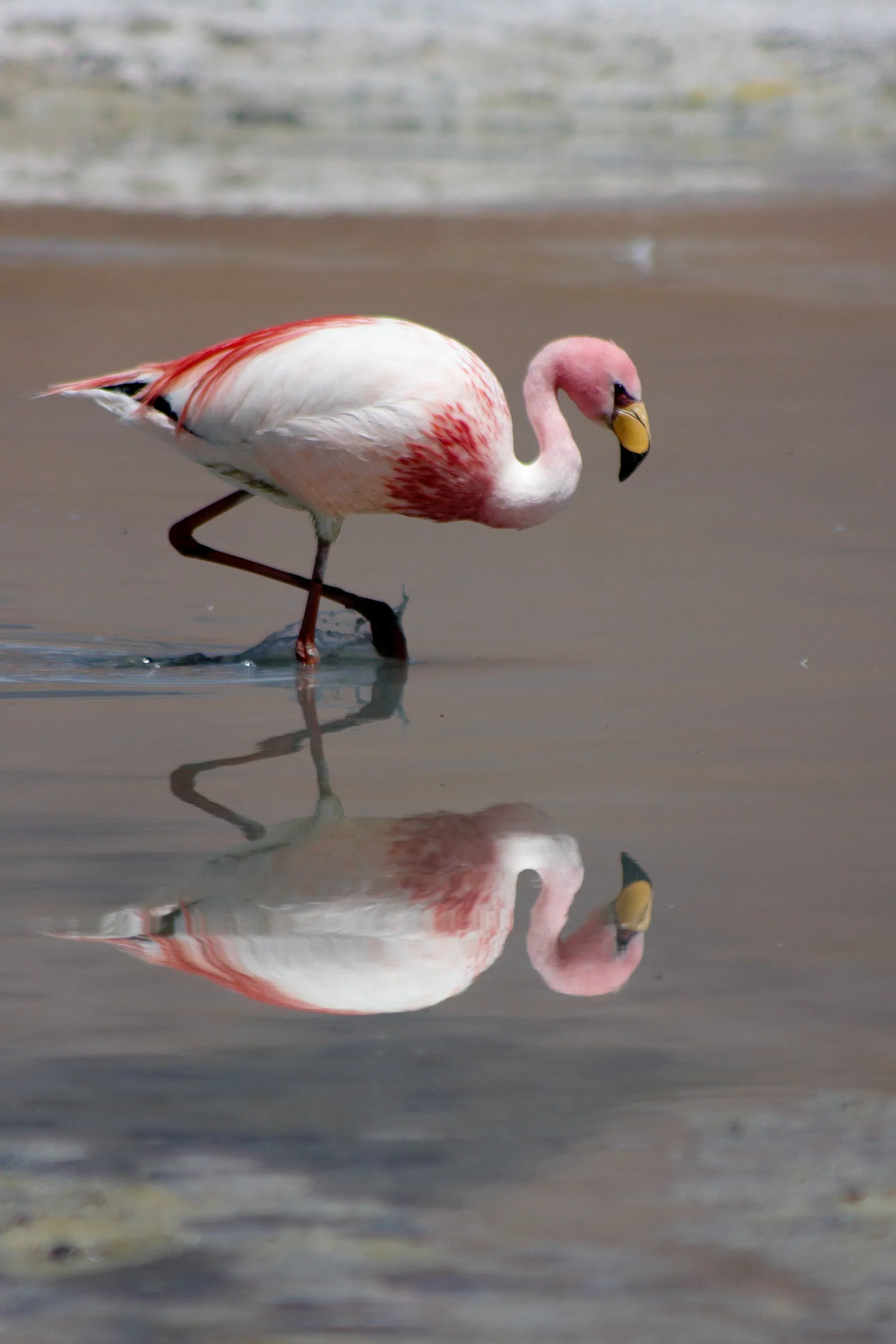 Laguna Flamingo hunts for lunch