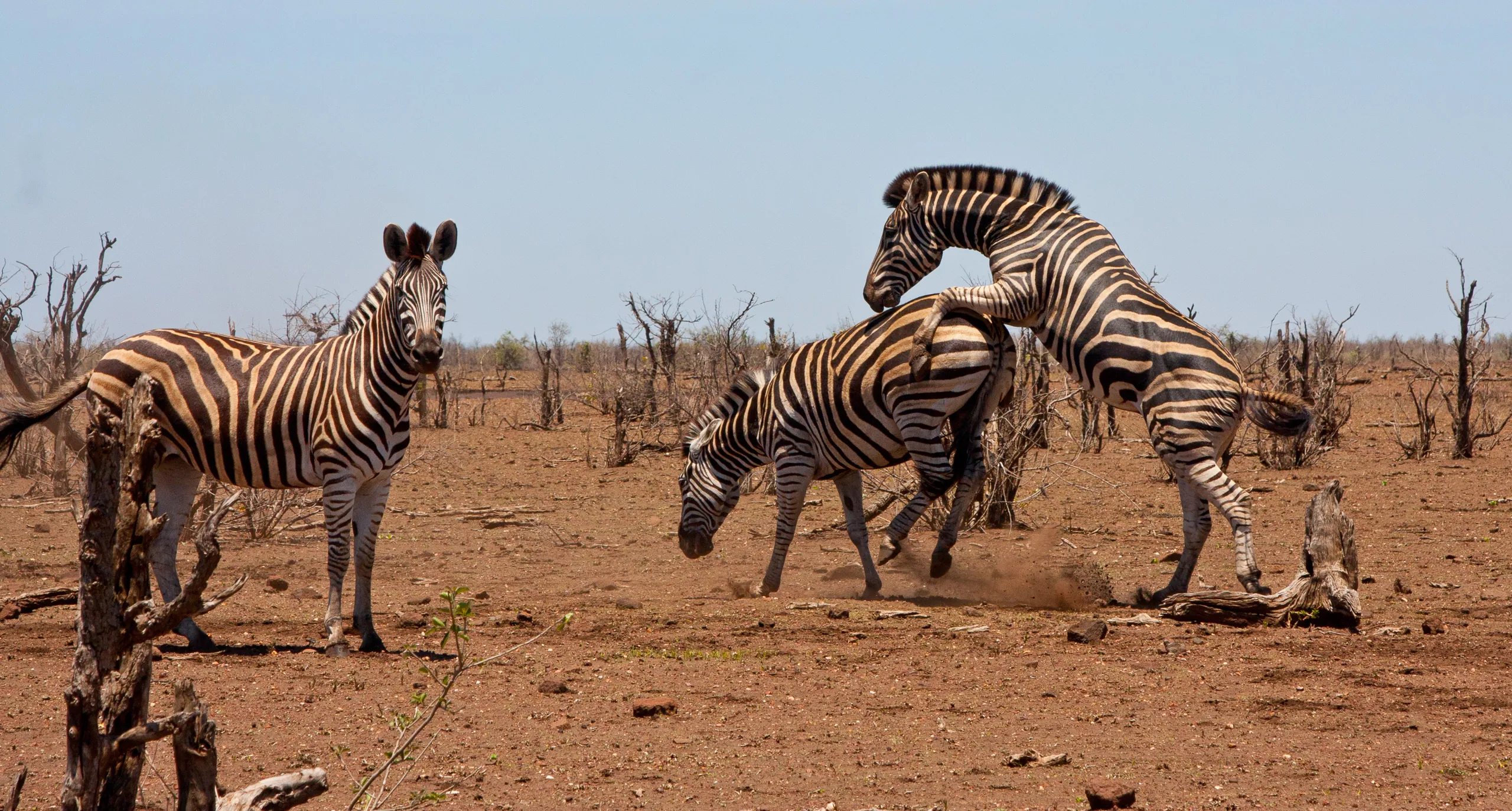 Amorous Zebras