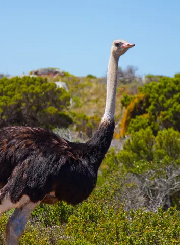Ostrich at Cape Point