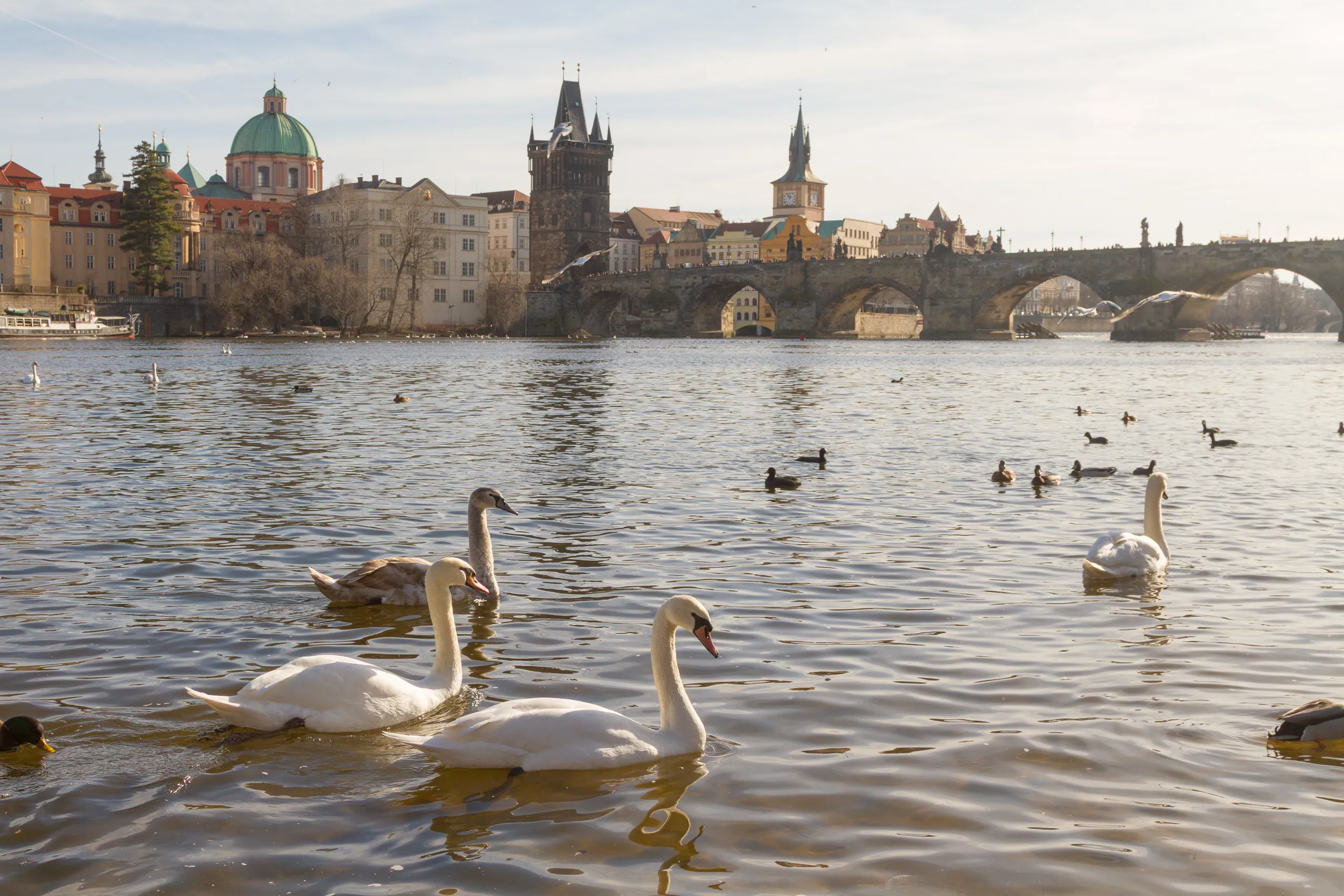 Swans on the Vltava and the Charles Bridge