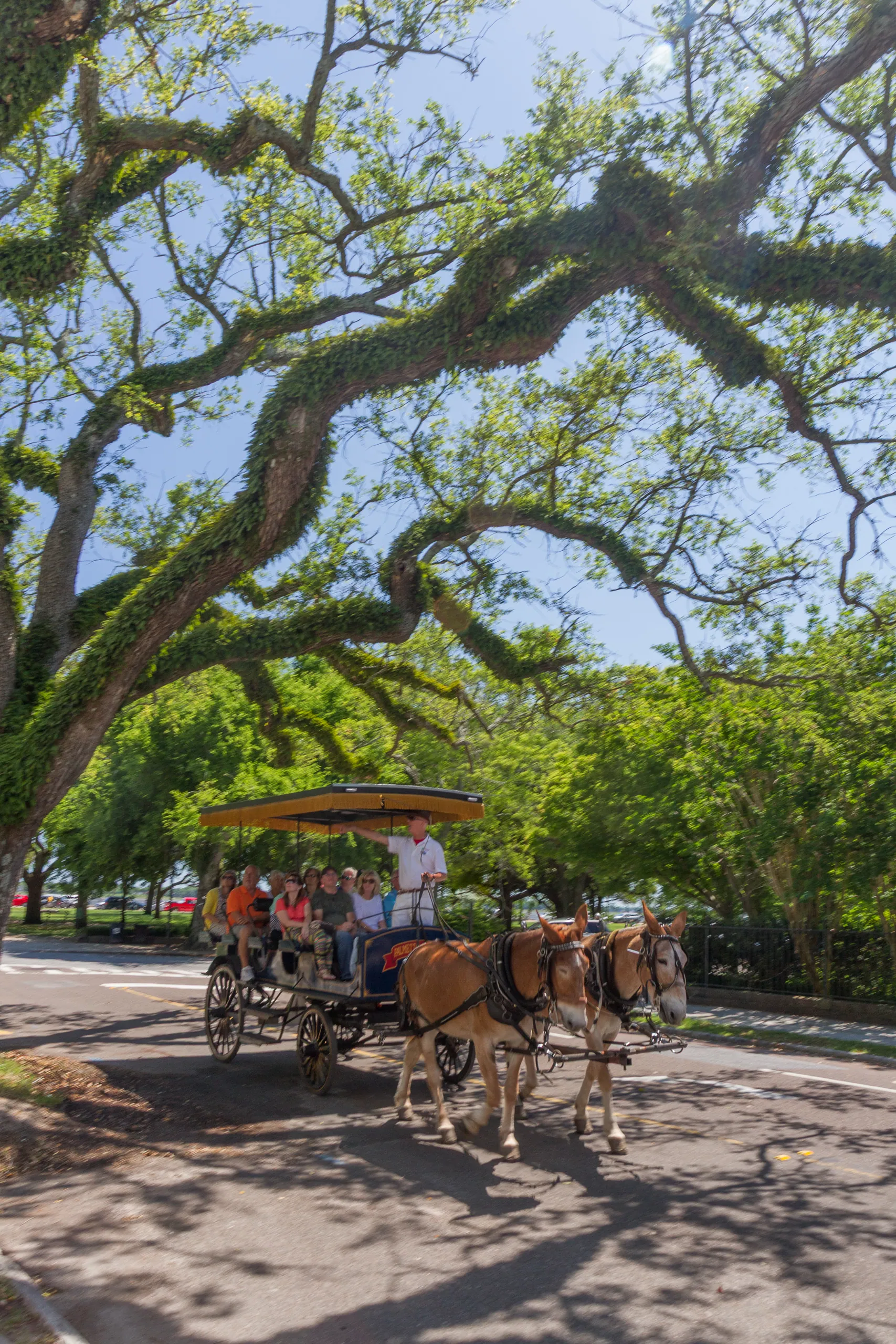 Carriage Tour, Meeting Street