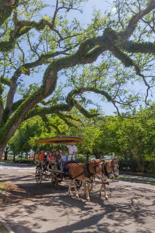 Carriage Tour, Meeting Street
