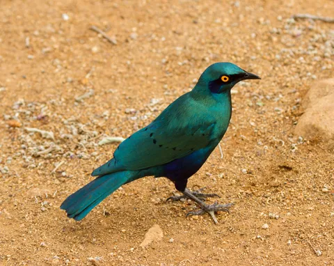 Cape Glossy Starling