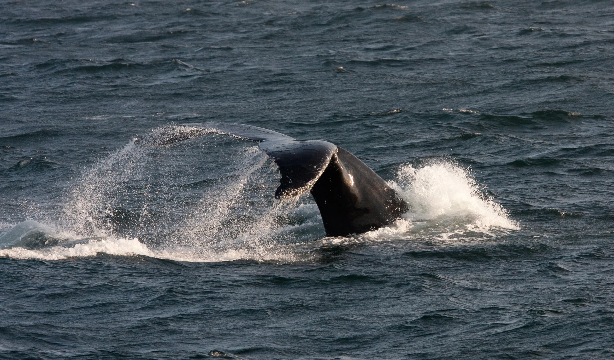 Humpback Whale Fluke, Stellwagen Bank