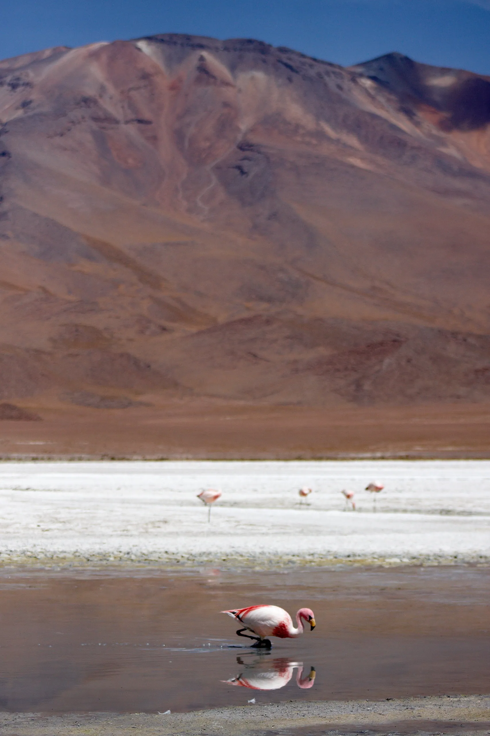 Laguna Flamingos