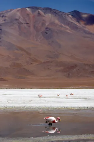 Laguna Flamingos
