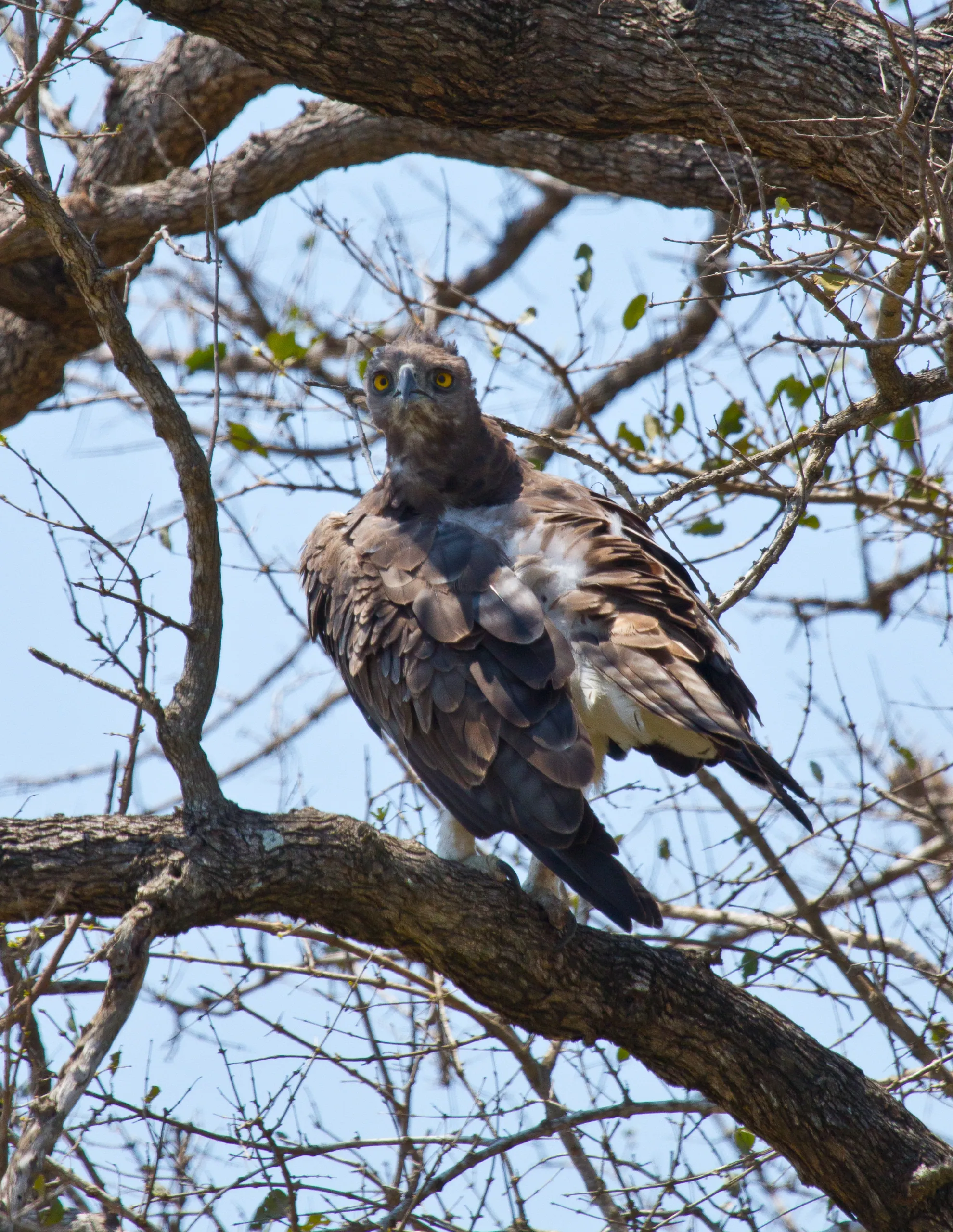 Martial Eagle, Kruger National Park, South Africa