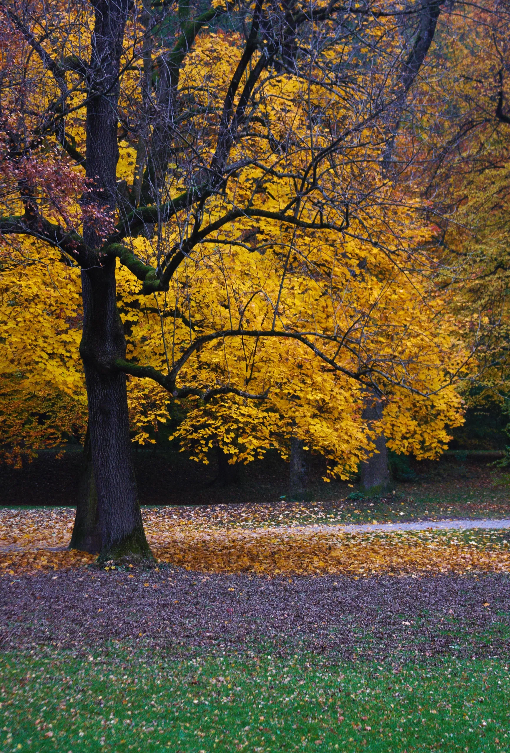Autumn Colours in the Englischer Garten