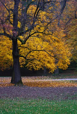 Autumn Colours in the Englischer Garten