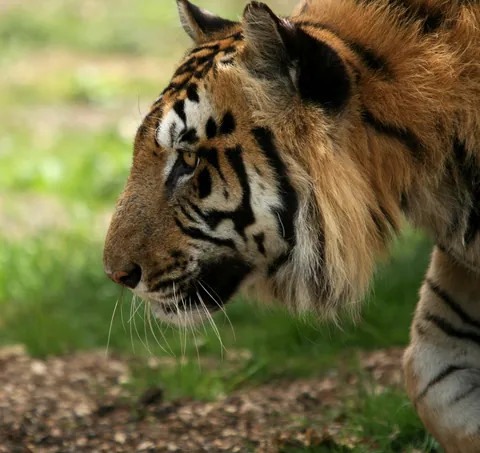 Bengal Tiger