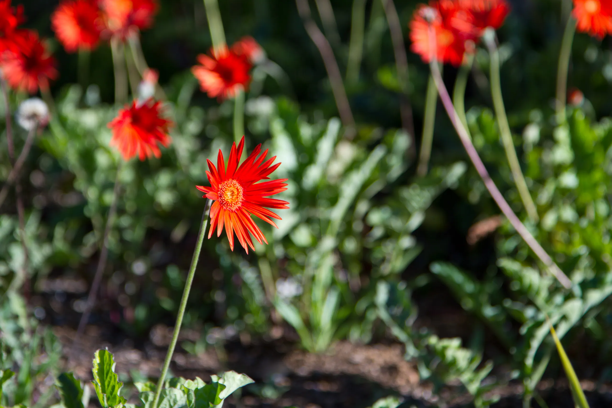 Kirstenbosch Gardens