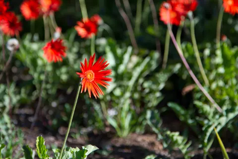 Kirstenbosch Gardens