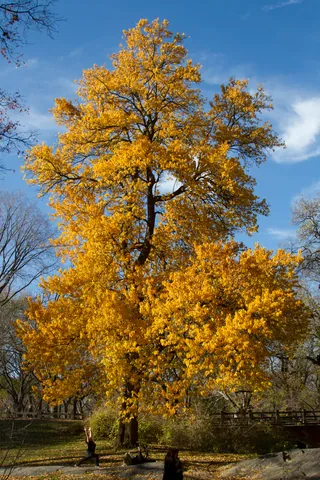 Central Park in Autumn
